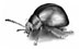 Beetle Illustration by Kristen Schwartz