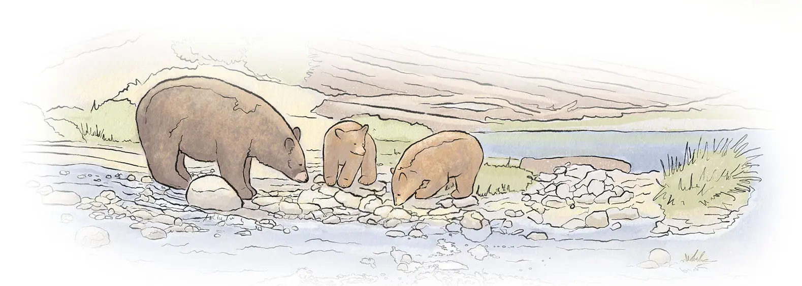 watercolor Illustration of a mother bear and two cubs exploring a river bank by Kristen Schwartz