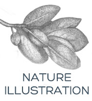 Natural Illustration Icon